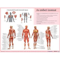 Könyöklő Az emberi vázizomzat/ érzékszervek A3 duo Könyöklő Az emberi vázizomzat/ érzékszervek A3 duo